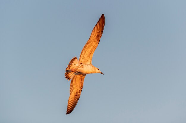 Gaviota volando en el mar al atardecer. Iluminación de la hora dorada.