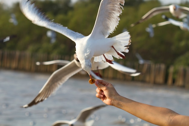 Foto gaviota volando en el mar