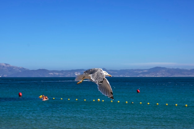 Gaviota volando desde la playa cerca del mar