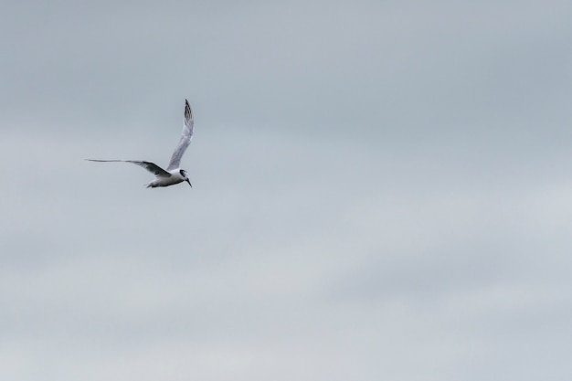 Gaviota volando en el puerto de Howth.