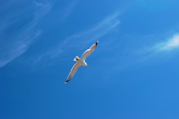 Gaviota volando sobre Brighton Pier en East Sussex en el Reino Unido. También se llama Brighton Marine Palace and Pier, o Palace Pier.