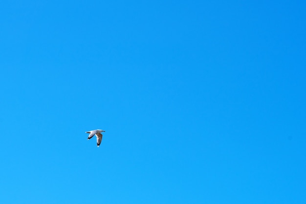 Gaviota volando sobre el cielo azul