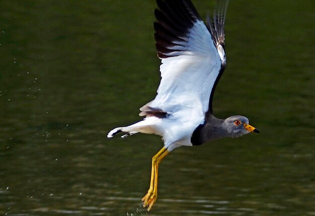 Foto la gaviota volando sobre un lago