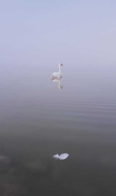 Foto la gaviota volando sobre un lago