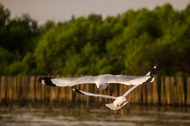 Foto la gaviota volando sobre un lago