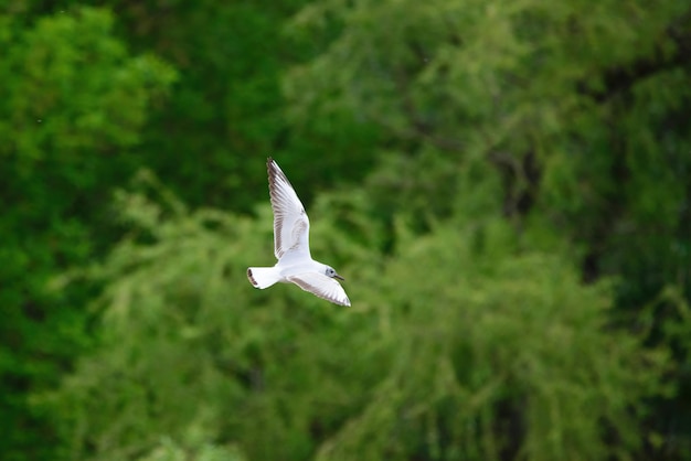 Gaviota volando sobre el lago