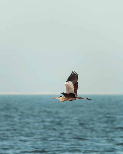 Foto la gaviota volando sobre el mar contra un cielo despejado