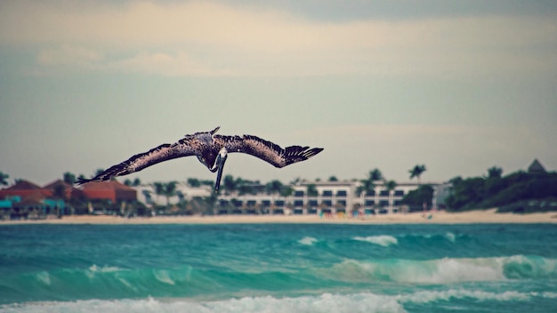 Foto la gaviota volando sobre el mar contra el cielo