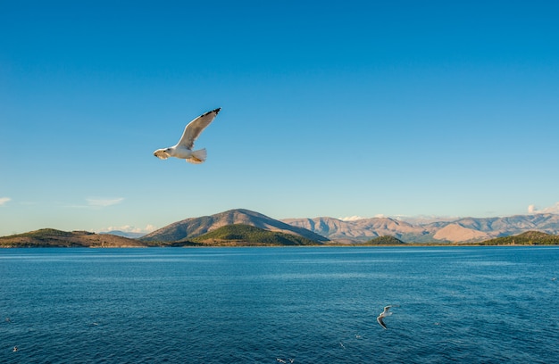 Gaviota volando sobre el mar Jónico.