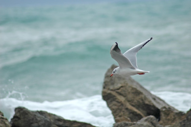 Foto la gaviota volando sobre el mar