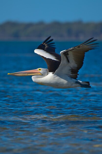 Foto la gaviota volando sobre el mar