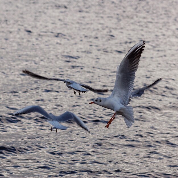 Foto la gaviota volando sobre el mar