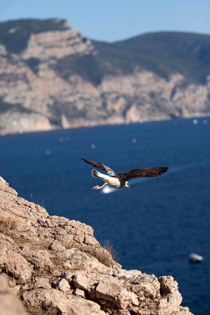 Foto la gaviota volando sobre el mar