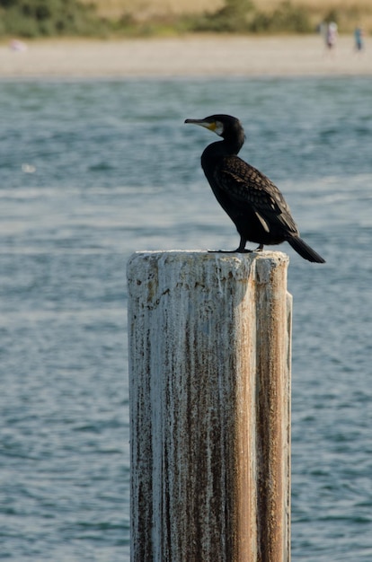 Foto la gaviota volando sobre el mar