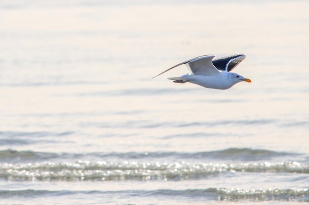 Foto la gaviota volando sobre el mar