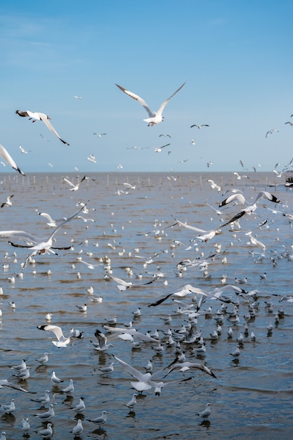 Gaviota volando sobre el océano