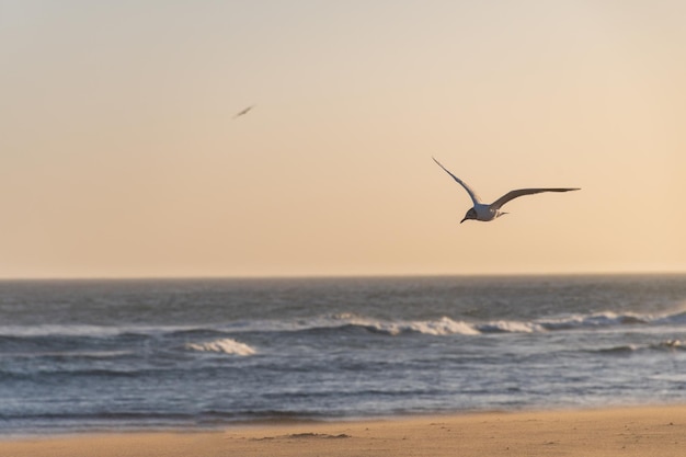 Foto la gaviota volando sobre la orilla de la playa