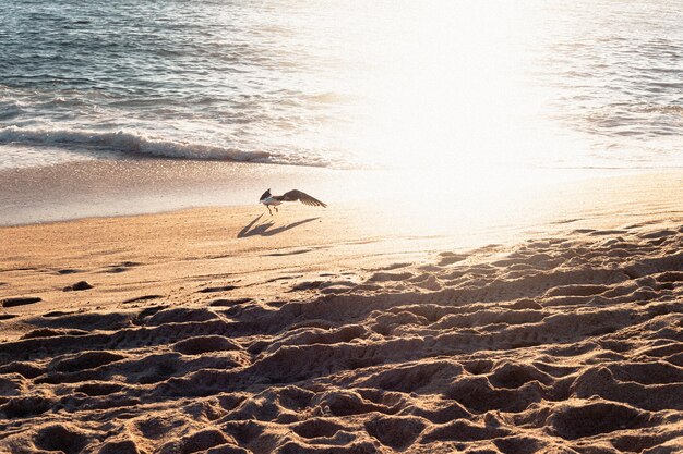 Foto la gaviota volando sobre la playa