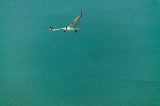 Foto la gaviota volando.