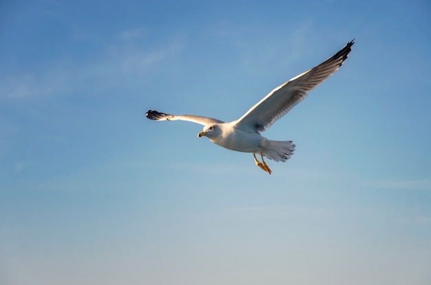 Gaviota volando