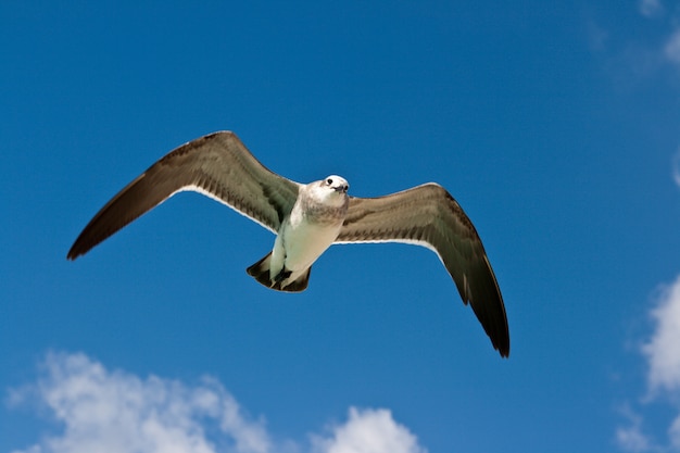 Gaviota volando