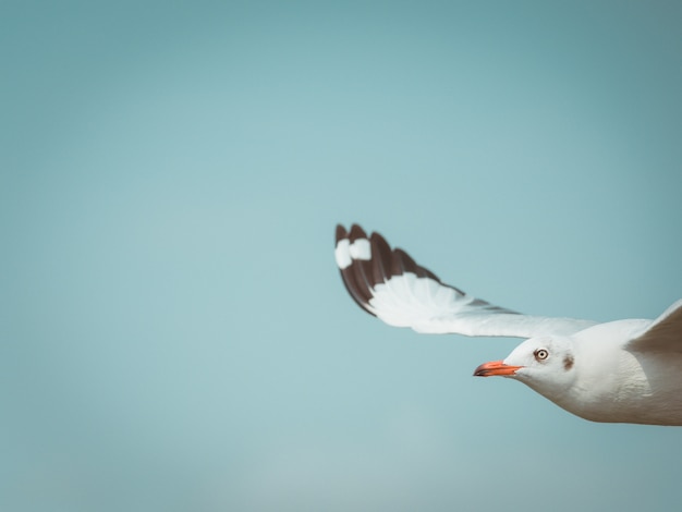 Foto gaviota volando