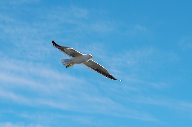 Gaviota volando