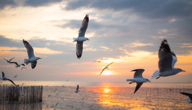 Gaviota volar en el mar