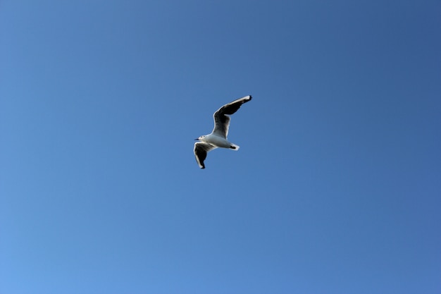 La gaviota vuela en el cielo azul brillante