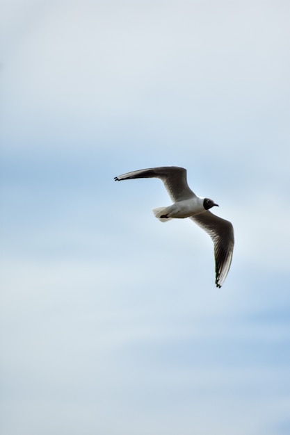 gaviota vuela por el cielo azul