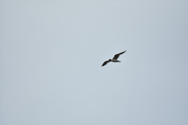 gaviota vuela por el cielo azul