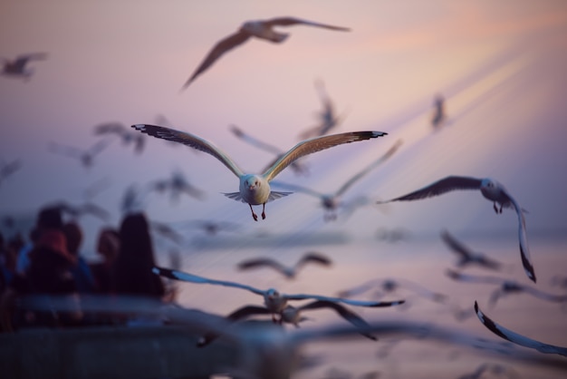 Gaviota vuela en el cielo sobre el mar