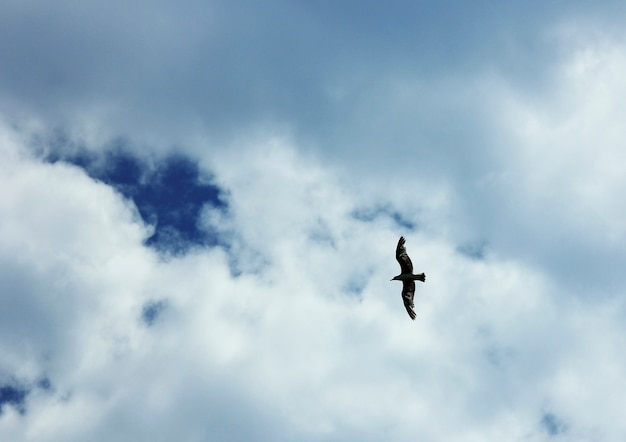 Gaviota vuela en el cielo vuela