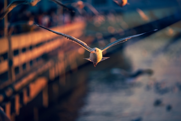 Gaviota vuela en el cielo