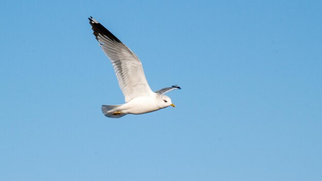 La gaviota vuela contra el cielo azul