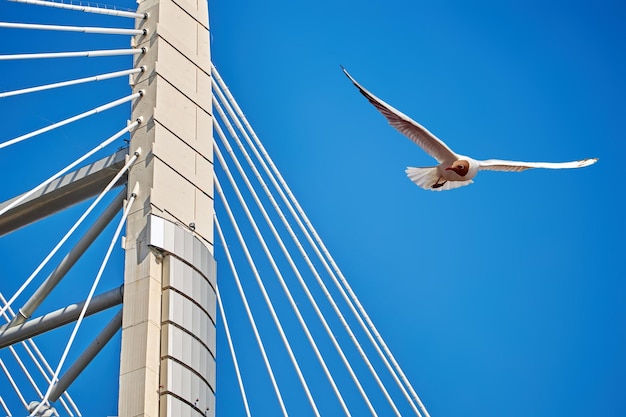 Una gaviota vuela sobre las cuerdas de un puente atirantado contra un cielo azul