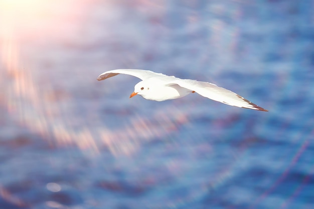 gaviota vuela sobre el mar, concepto de vacaciones de verano en el mar, libertad de pájaro volando