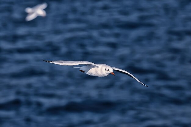 gaviota vuela sobre el mar, concepto de vacaciones de verano en el mar, libertad de pájaro volando