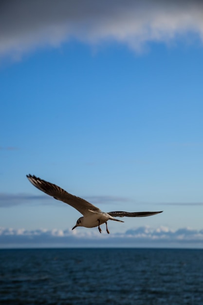 Una gaviota vuela sobre el océano y el cielo es azul.