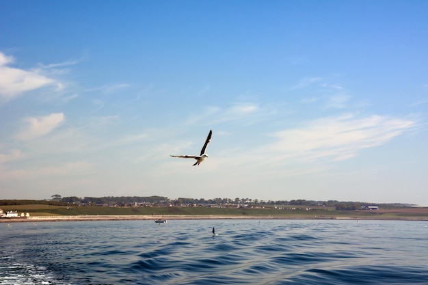 Una gaviota vuela sobre las olas del mar contra el fondo del cielo azul