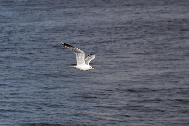 Gaviota vuela sobre la superficie del agua