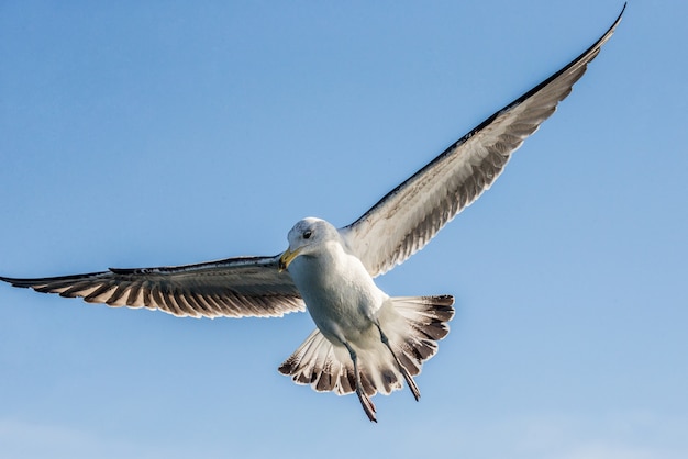 Gaviota en vuelo contra el cielo azul