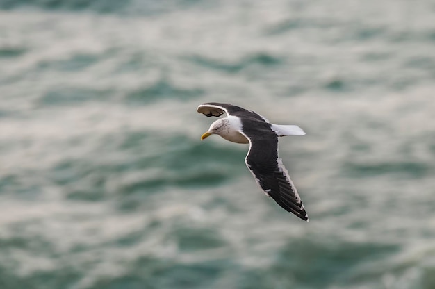 Gaviota en vuelo Patagonia Argentina