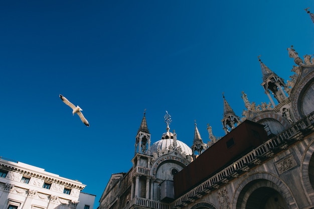 Gaviota en vuelo en San Marco Square Italia. ver desde abajo