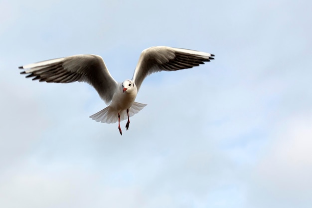 Gaviota en vuelo sobre un cielo azul