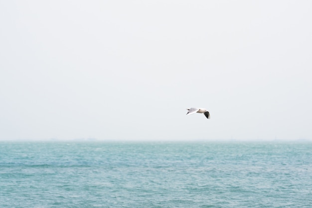 Gaviota en vuelo sobre el mar