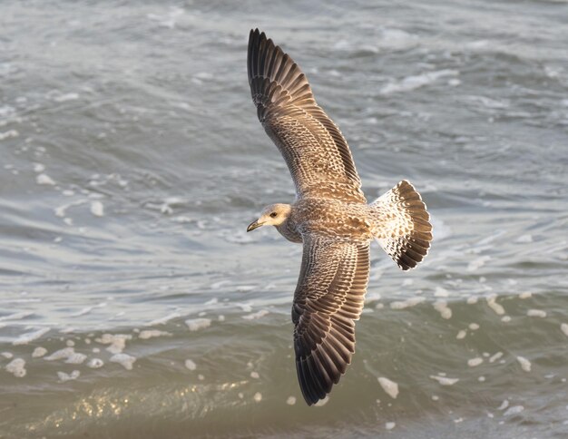 La gaviota en vuelo sobre el mar