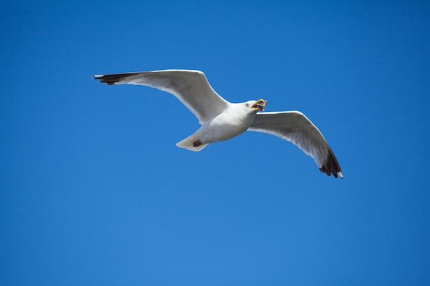 Gaviota en vuelo