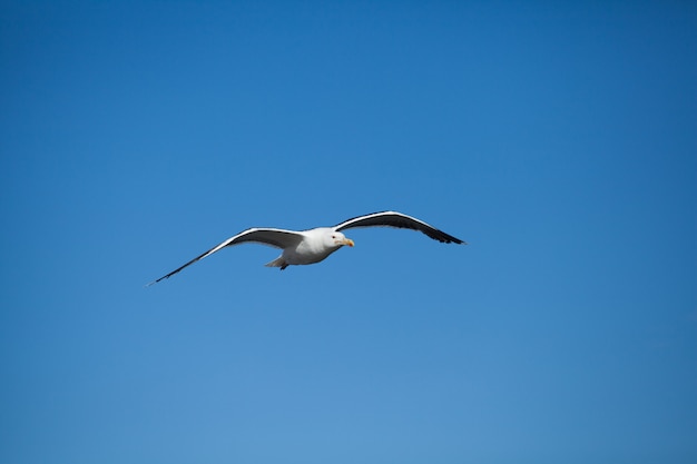 Gaviota en vuelo