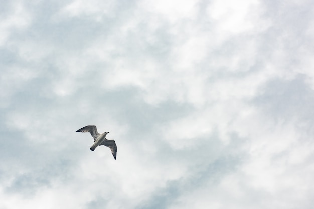 Gaviota en vuelo